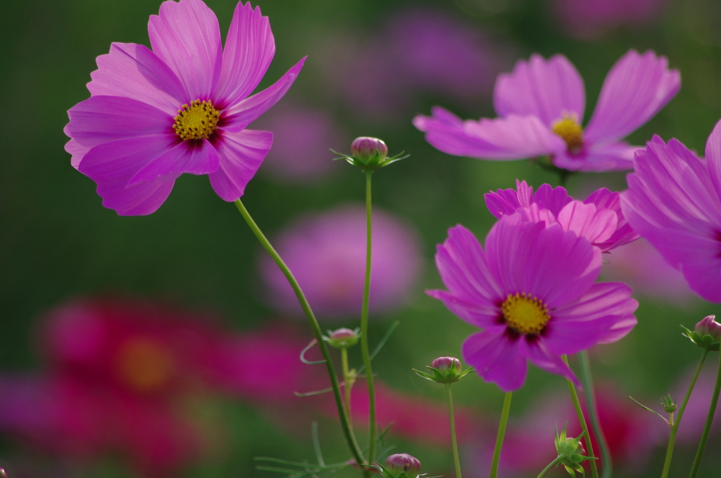 秋桜