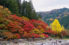 晩秋の彩　”足助大橋より”