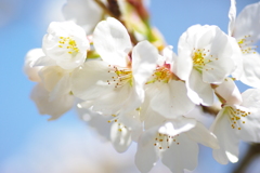 Cherry blossoms