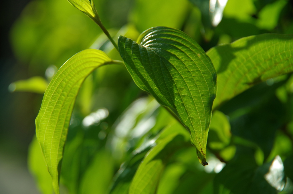 Leaf
