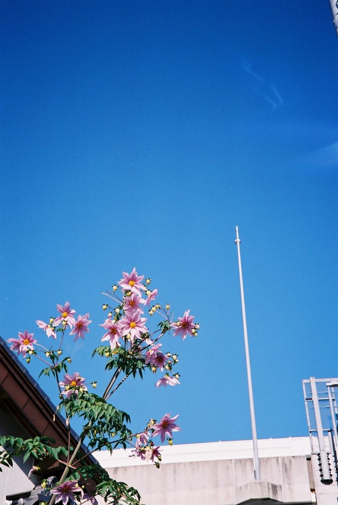 青空と皇帝ダリア