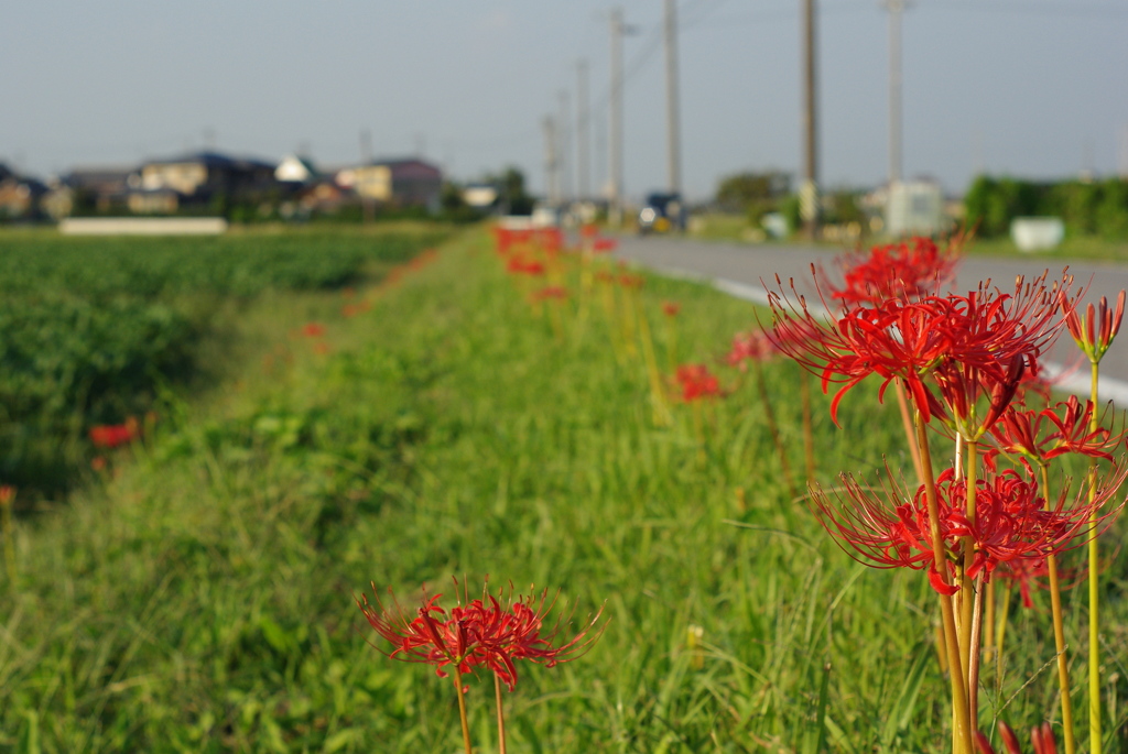 彼岸花のころ・・