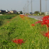 彼岸花のころ・・