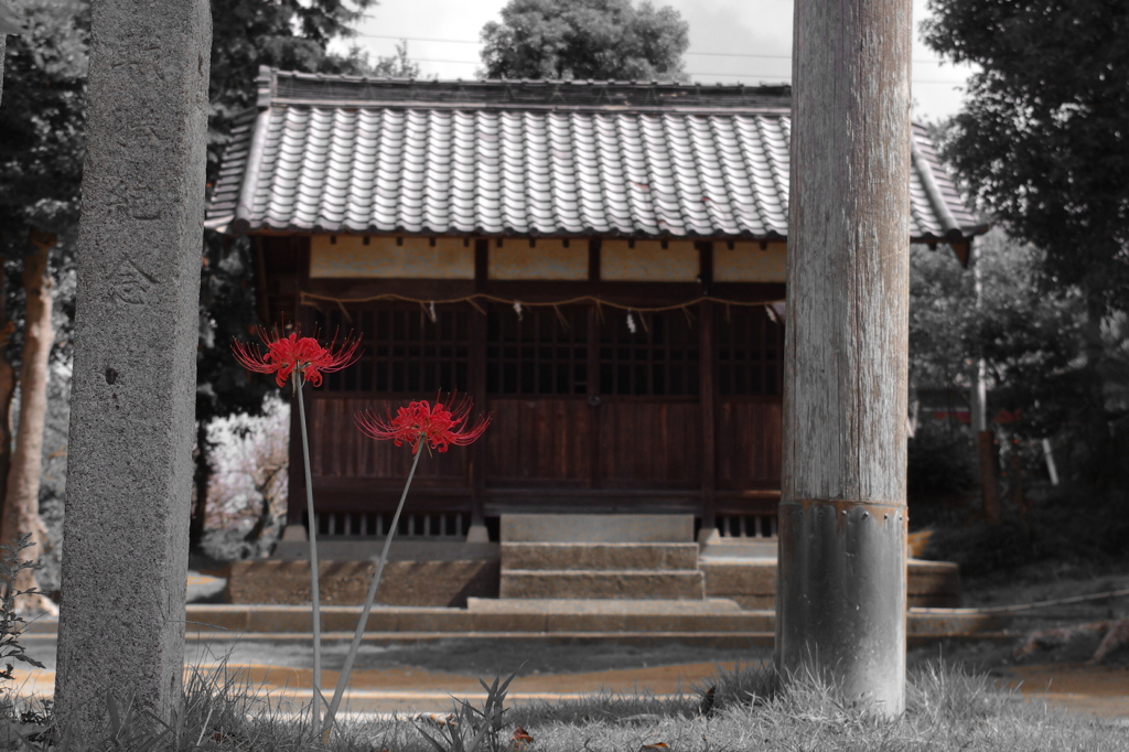 彼岸花