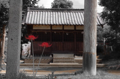 彼岸花