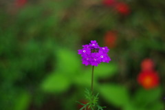 Purple's one flower