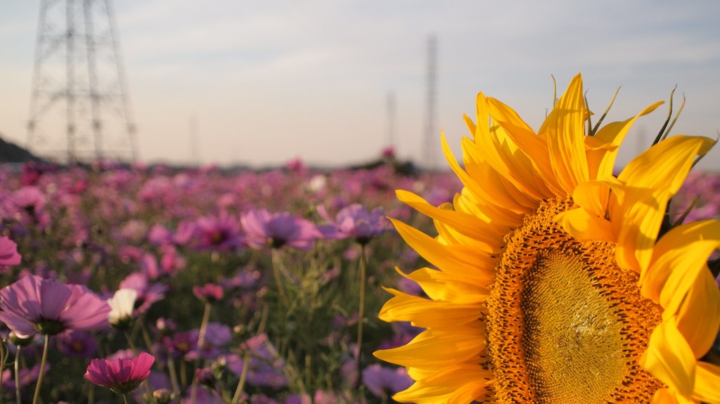 Yellow is dazzling