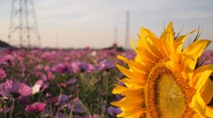 Yellow is dazzling