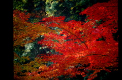 晩秋の彩　”燃える”