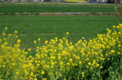春浪漫　菜花日和