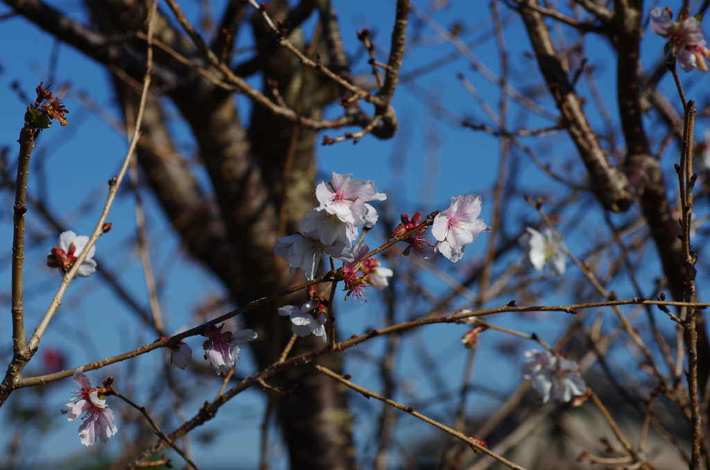 晩秋の桜
