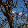 晩秋の桜