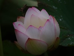 Lotus/beginning