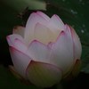 Lotus/beginning