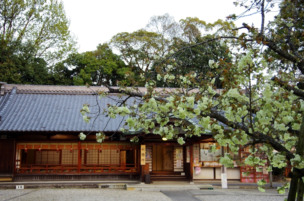 社の桜　社務所