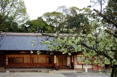 社の桜　社務所