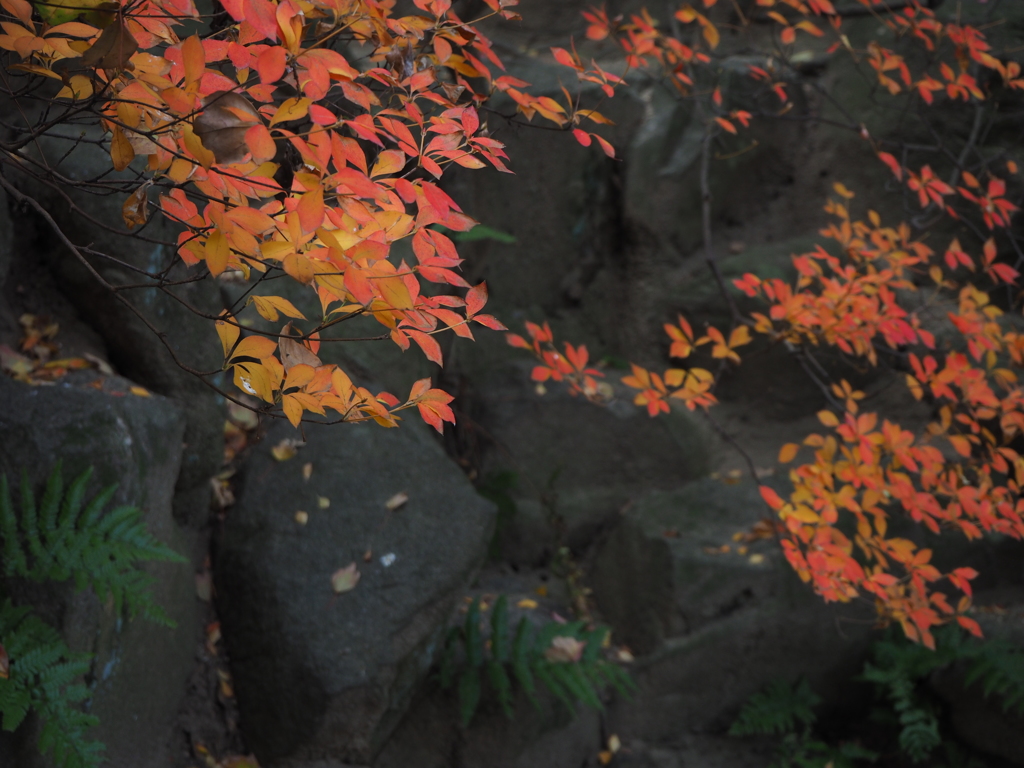 貞照院　蓮池横の彩り