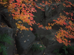 貞照院　蓮池横の彩り