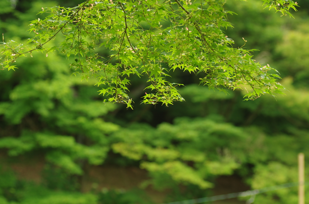 Green Green