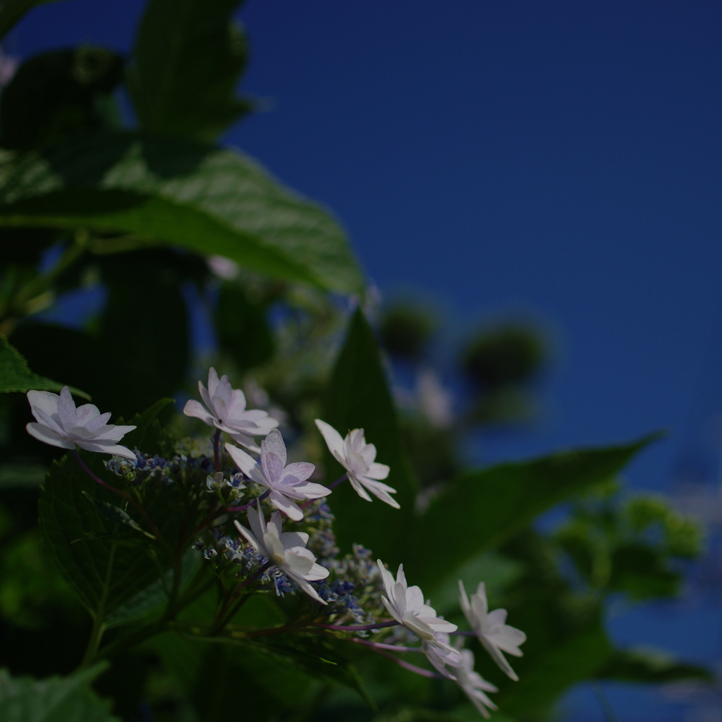 青空と紫陽花