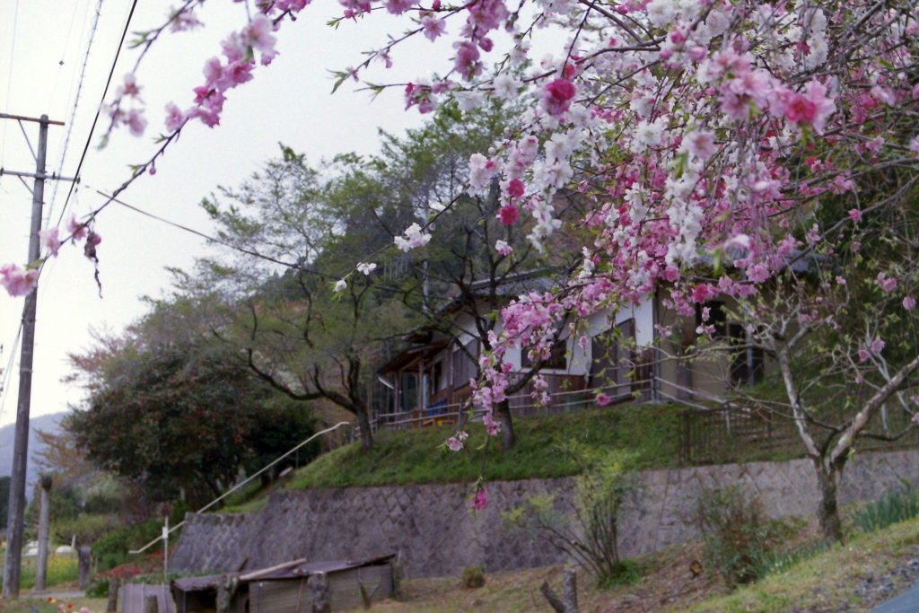 花桃の里