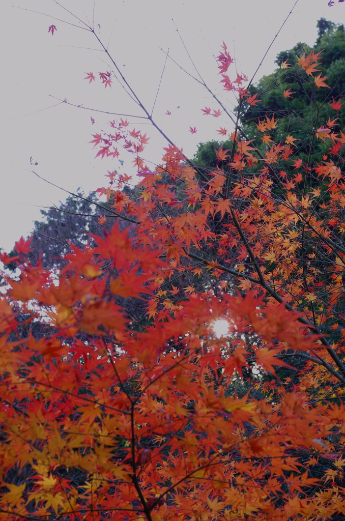 晩秋の彩