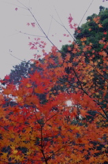 晩秋の彩