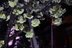 宵桜　枝垂れて