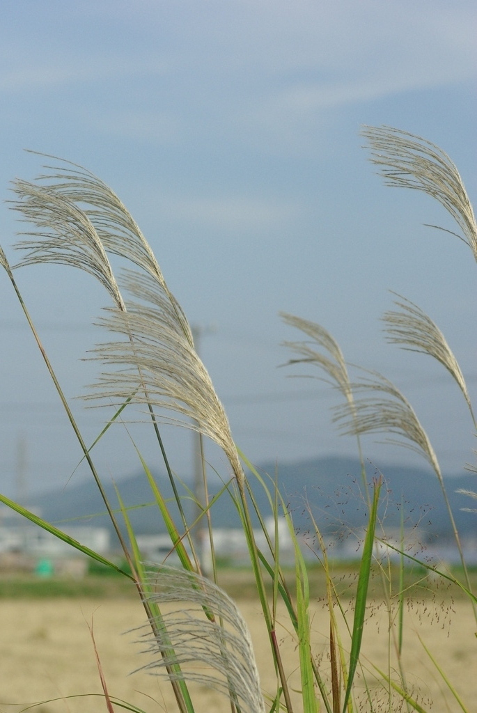 な　び　く
