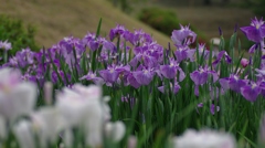 Favorite light purple