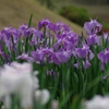 Favorite light purple