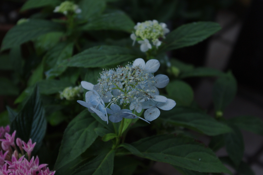 テスト撮りVo2（K200D＋DA18-55mm）