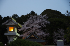宵桜　