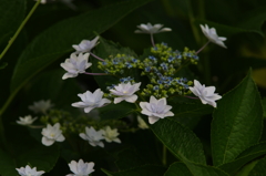 墨田の花火