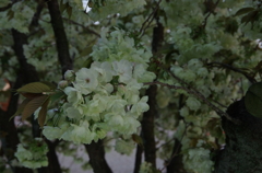 鬱金桜　序章