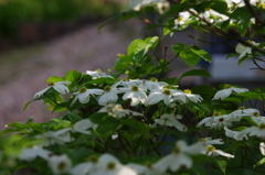 木漏れ日の花水木