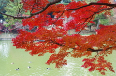 鴨の紅葉がり