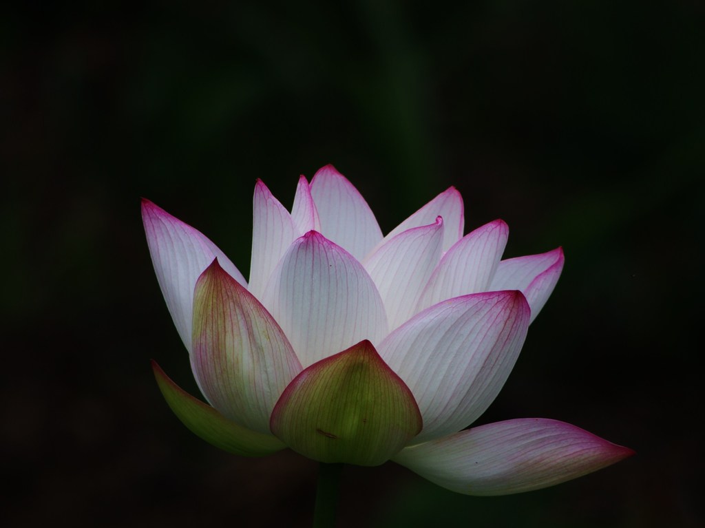 Lotus bloom