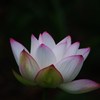 Lotus bloom