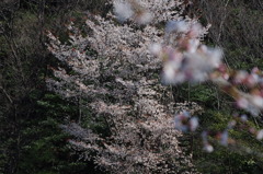IMGP0189