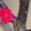 紅に染まりて