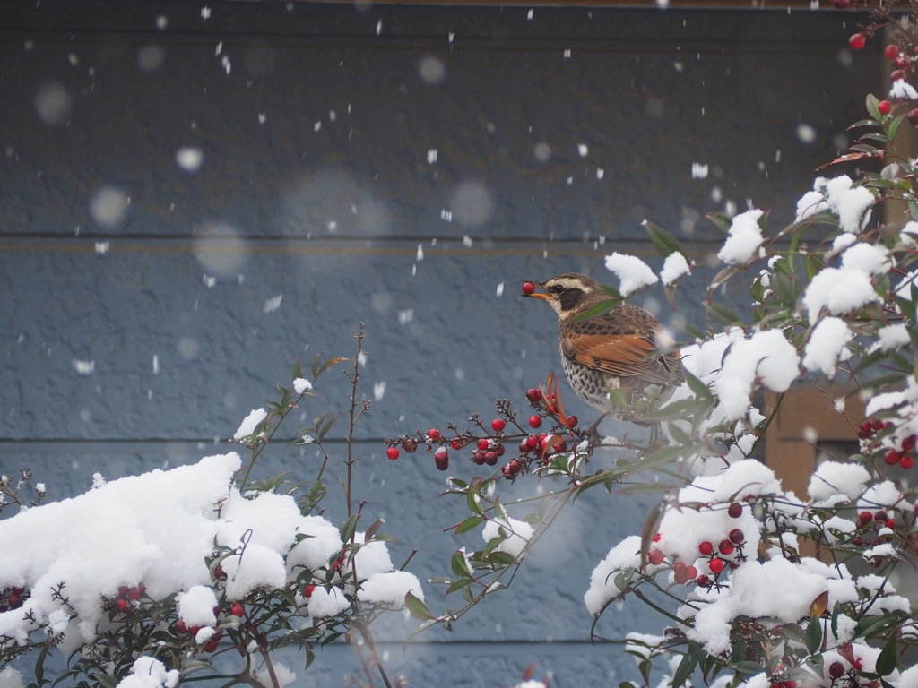 雪に鳥