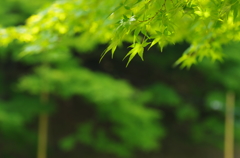 木漏れ日　Light Green
