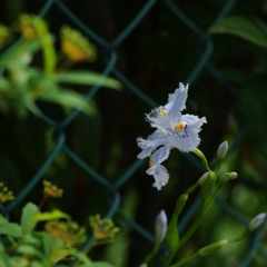 胡蝶花