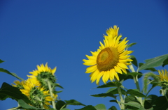 Blue sky in the Sunflower