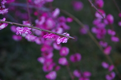 梅香　枝垂れ華