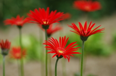 紅鮮やかに