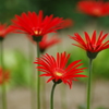 紅鮮やかに