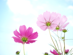 ふわり