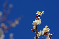 Blue and white